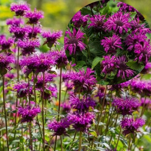 Monarda 'Bee Pure' - Monarda 'Bee Pure'   